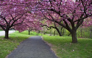 Sakura_1-Hires1